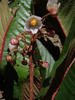 Saurauia (Actinidiaceae) of New Guinea